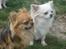 Chihuahua Figo