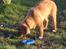 Nova scotia duck tolling retriever Haldor *DØD*