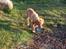 Nova scotia duck tolling retriever Haldor *DØD*