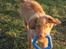 Nova scotia duck tolling retriever Haldor *DØD*