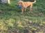 Nova scotia duck tolling retriever Haldor *DØD*