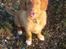 Nova scotia duck tolling retriever Haldor *DØD*