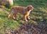 Nova scotia duck tolling retriever Haldor *DØD*