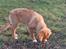 Nova scotia duck tolling retriever Haldor *DØD*