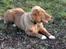 Nova scotia duck tolling retriever Haldor *DØD*
