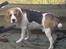 Beagle salus plet - :D