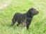 Labrador retriever Jack. R.I.P - Velkommen til Jack´s profil :)