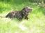 Labrador retriever Jack. R.I.P
