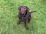 Labrador retriever Jack. R.I.P