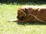 Blanding af racer Fatty - R.I.P