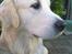 Golden retriever Catithre Paw(Rocky)
