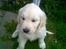 Golden retriever Catithre Paw(Rocky)