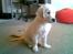 Golden retriever Catithre Paw(Rocky)