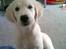 Golden retriever Catithre Paw(Rocky)