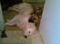 Golden retriever Catithre Paw(Rocky)