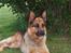 Schæferhund Nemo