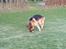 Schæferhund Nemo