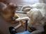 Golden retriever Catithre Paw(Rocky)