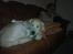 Golden retriever Catithre Paw(Rocky)