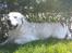 Golden retriever Catithre Paw(Rocky)