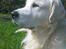 Golden retriever Catithre Paw(Rocky)