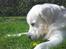 Golden retriever Catithre Paw(Rocky)