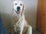 Golden retriever Catithre Paw(Rocky)