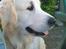 Golden retriever Catithre Paw(Rocky)