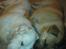 Golden retriever Catithre Paw(Rocky)