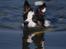 Border collie Tia - 12 år