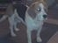 Beagle salus plet - flotte hund d;