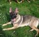Schæferhund Freja - gået bort -