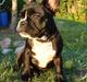 Fransk bulldog Zia