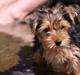 Yorkshire terrier Ella