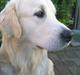 Golden retriever Catithre Paw(Rocky)
