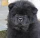 Chow chow Anton