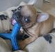 Fransk bulldog Lulu