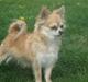 Chihuahua Shiva