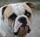 Amerikansk bulldog ABO´s King Joey