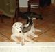 Alaskan husky kenai