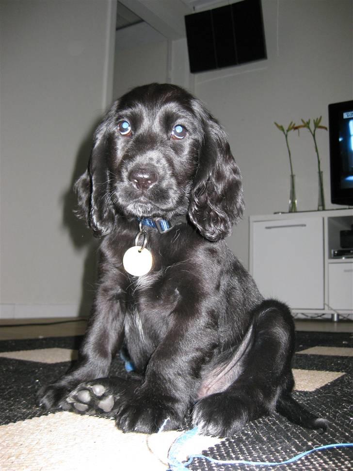 Cocker spaniel Charlie solgt:'( billede 5