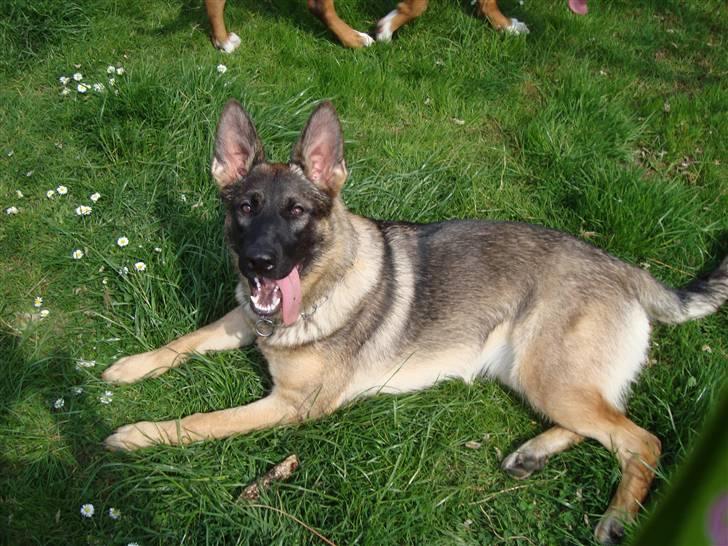 Schæferhund Freja - gået bort - billede 1
