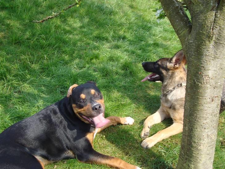 Schæferhund Freja - gået bort - billede 2