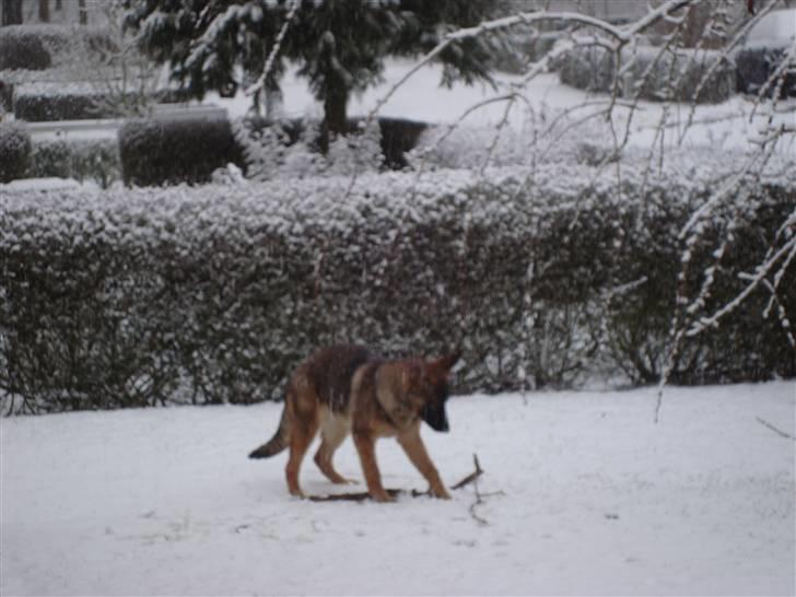 Schæferhund Freja - gået bort - billede 3