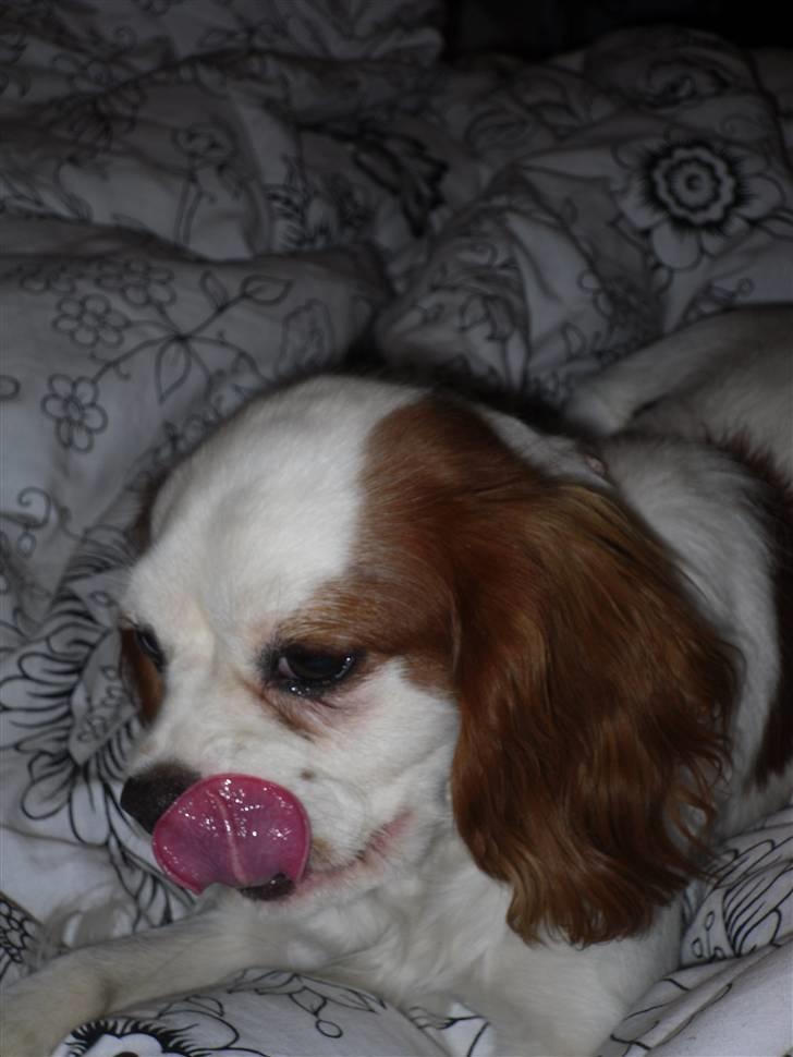 Cavalier king charles spaniel Prada  - Velkommen til Prada´s profil, læg gerne en kommentar og en god bedømmelse :D billede 1