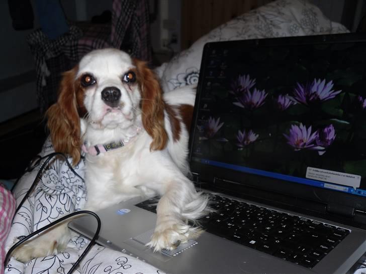 Cavalier king charles spaniel Prada  - Prada på computer 8D foto miig (: billede 2