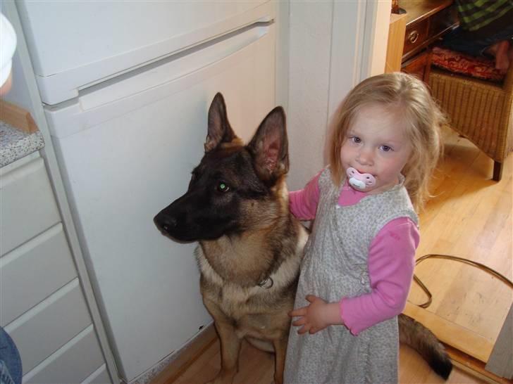 Schæferhund Freja - gået bort - billede 4