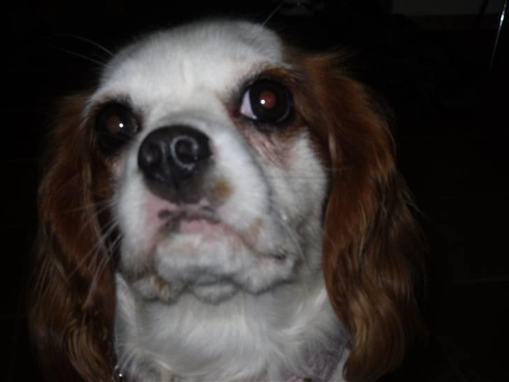 Cavalier king charles spaniel Prada  - =) billede 3