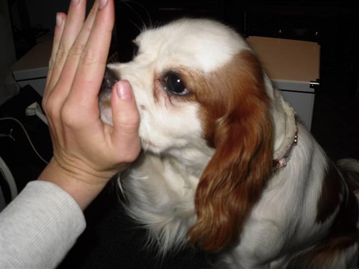 Cavalier king charles spaniel Prada  - Prada laver "high five" og så snuser hun lige til min hånd :D Foto// min d: billede 4