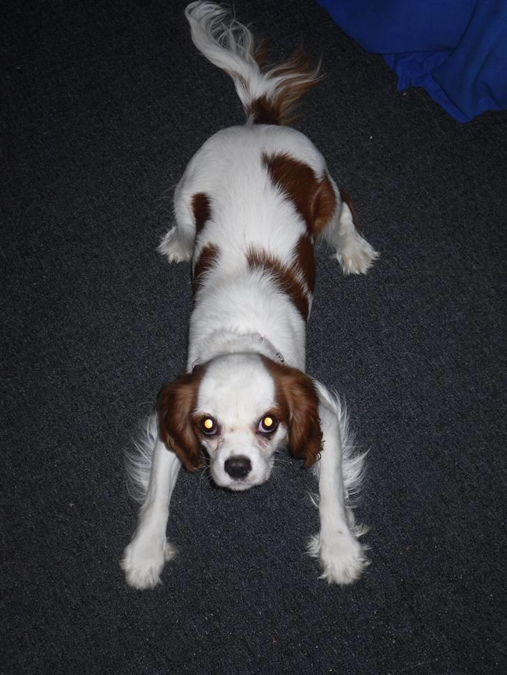 Cavalier king charles spaniel Prada  - dæk, Foto mig dx billede 5